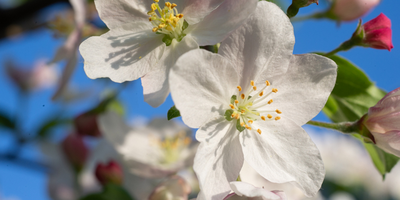 Bloom Where You Are Planted 